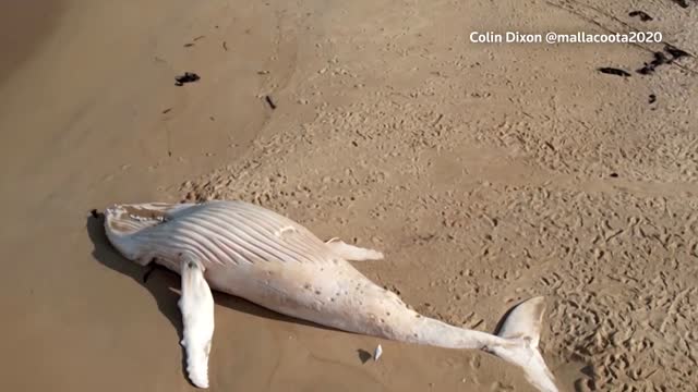 White whale washed up on Australia beach