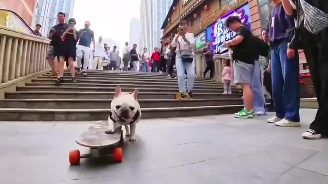 The dog skates downstairs on the walking street and attracts onlookers #shorts #shortvideo #dogskate