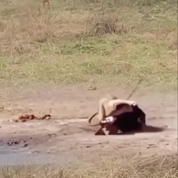 Animal fighting power competition between lion and sword sheep. Confusing behavior of animals.