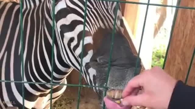 Zebra is funny