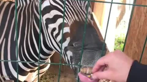 Zebra is funny