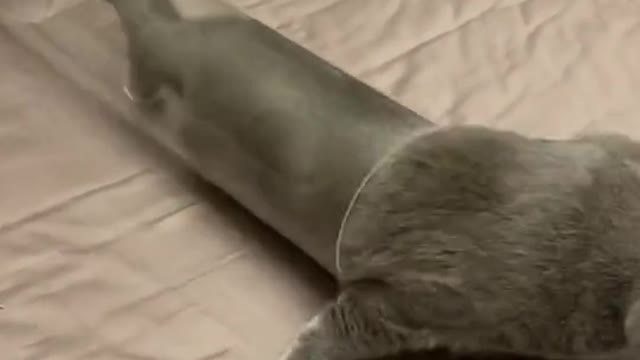 Wow-Unbelievable Cat video