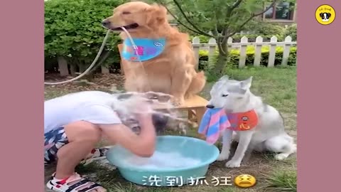 funny cat dog