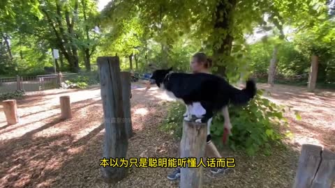 Bian grazing to learn parkour also accepted the apprentice