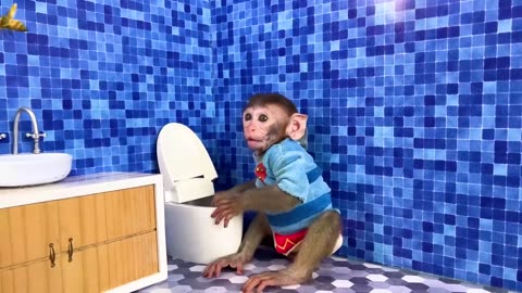 Monkey With Cats Funs 😂😂
