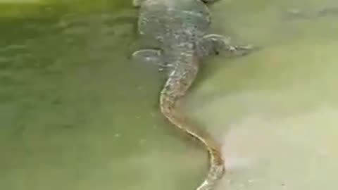 Crocodile and dog