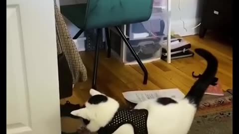 Cute funny cats fun