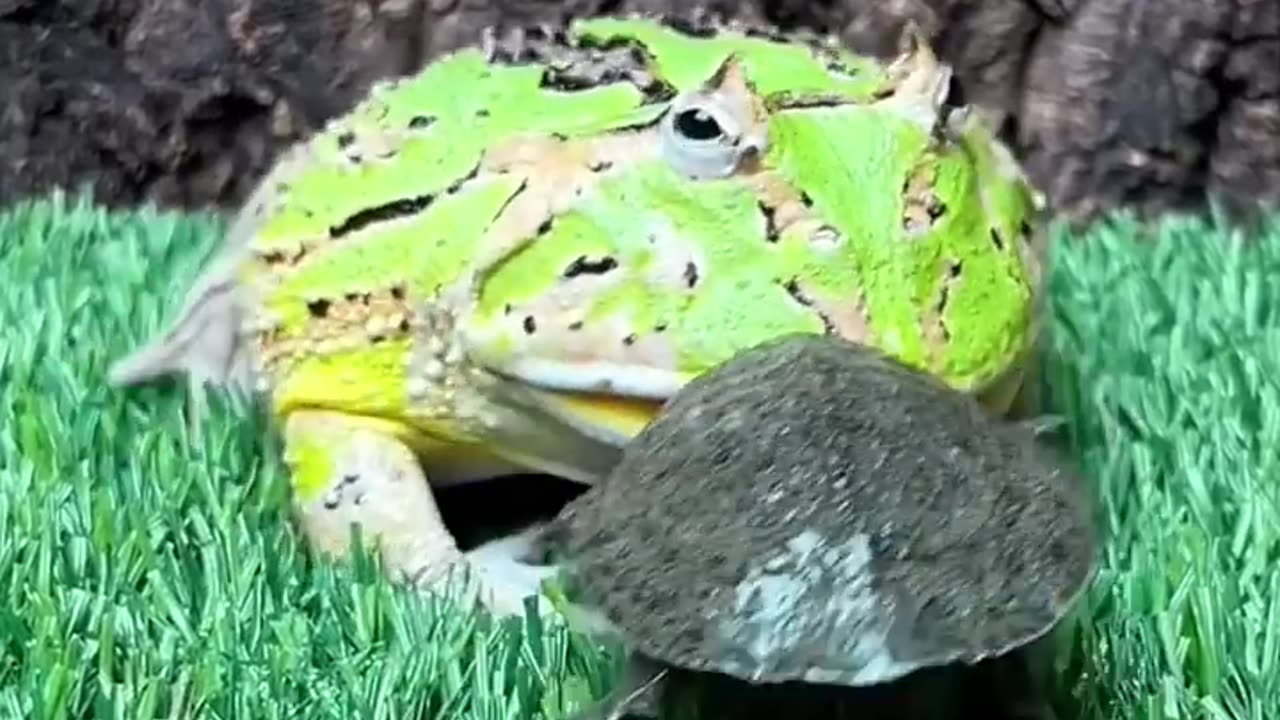 Don't be afraid of the frog
