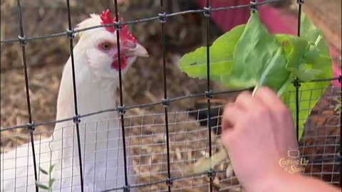 Raising Backyard Chickens - Greens for your Chickens