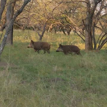 The pigs were happy to see us