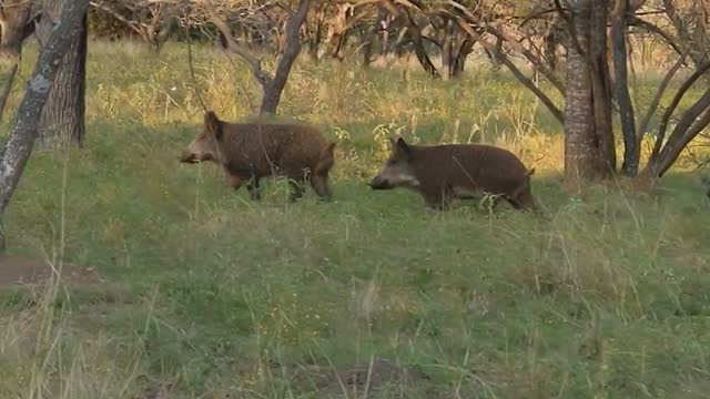 The pigs were happy to see us