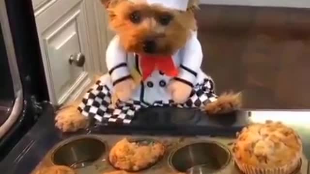 FUNNY DOG IN THE KITCHEN 😂😂