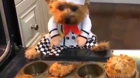 FUNNY DOG IN THE KITCHEN 😂😂