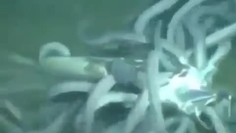 This is a beautiful and charming water-dwelling species