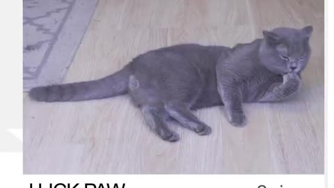 Ultimate cat video