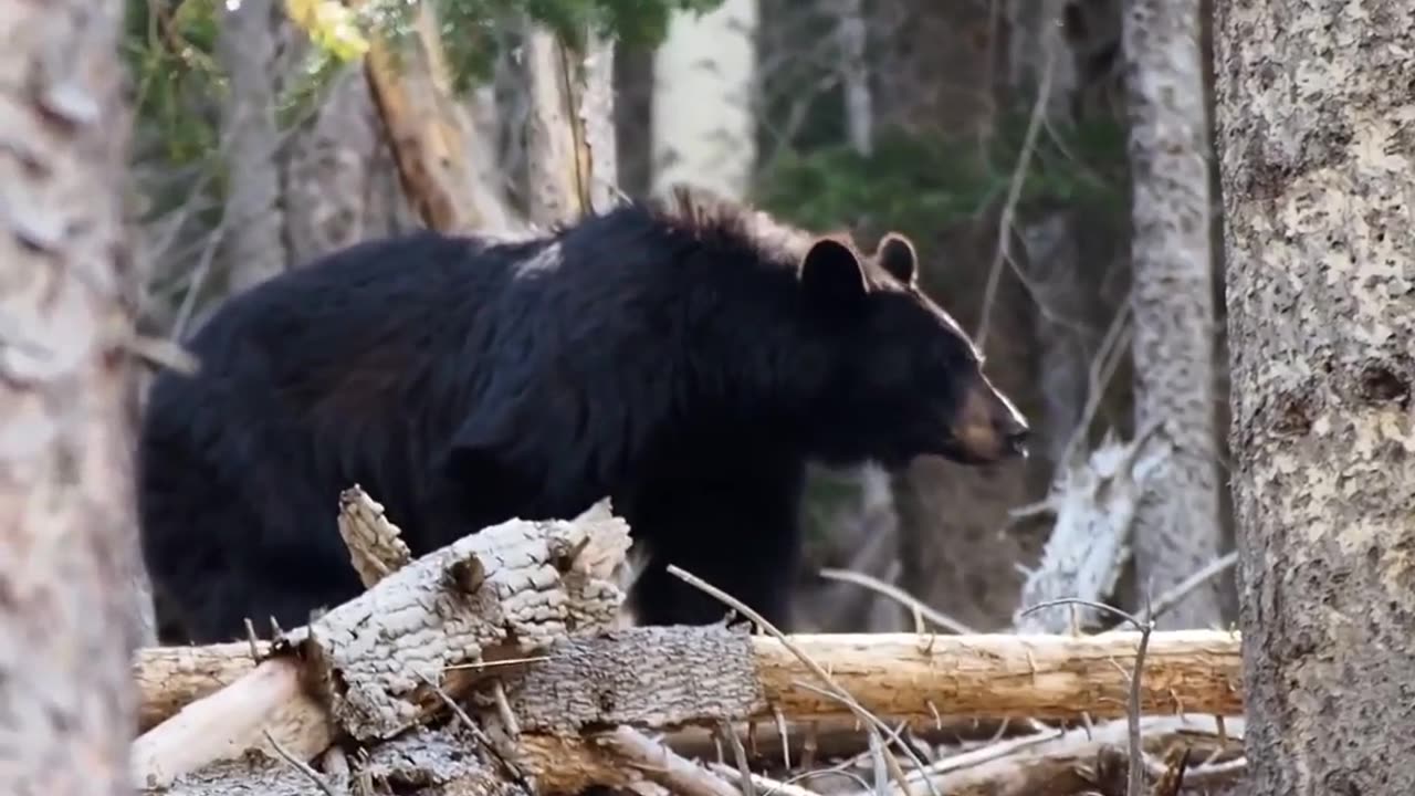 The Most Dangerous Bears In The America!