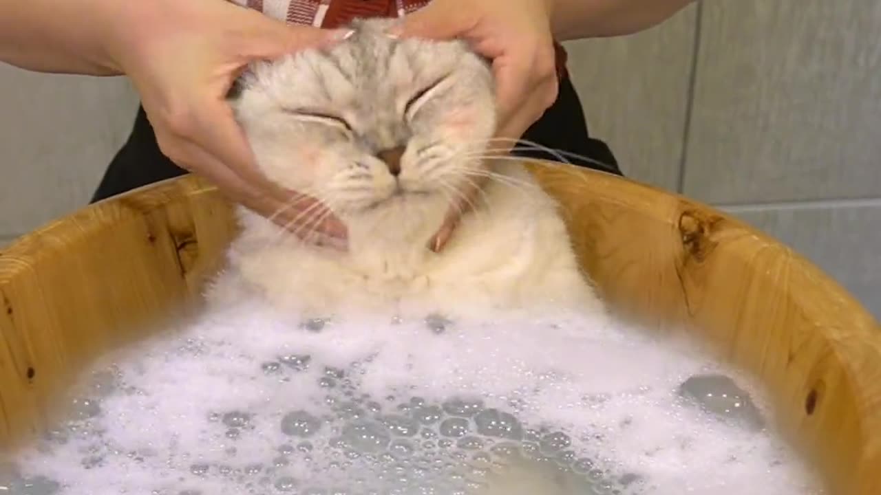 The cat is happy to be bathed and massaged