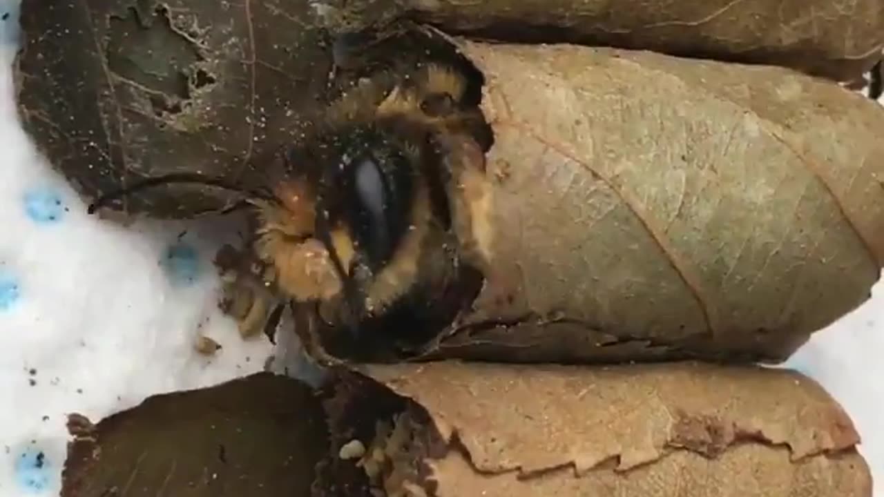 Female Leaf Cutter 🐝 Construct Cells Where An Egg Is Laid With Food For The Hatched Larvae To Safely Grow~When Metamorphosis Is Complete The Offspring Emerges Like This!