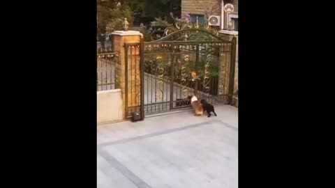 Funny animals