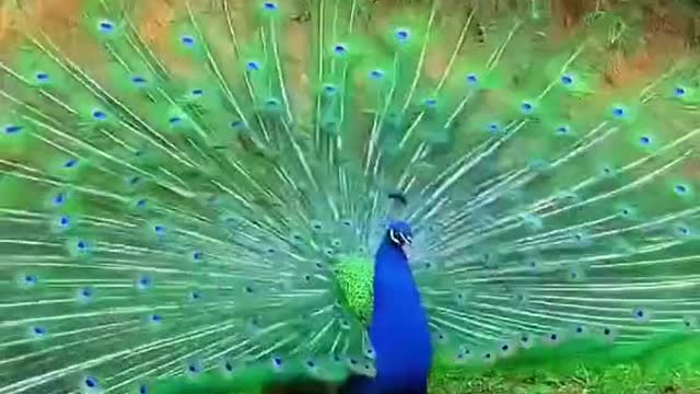 Everything goes well with the peacock