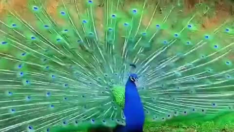 Everything goes well with the peacock