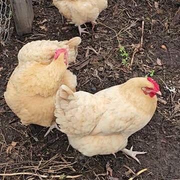 Welcome to One Minute Chickens!