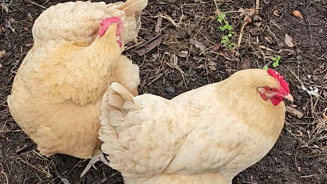 Welcome to One Minute Chickens!