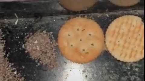 Ants Eating Biscuits