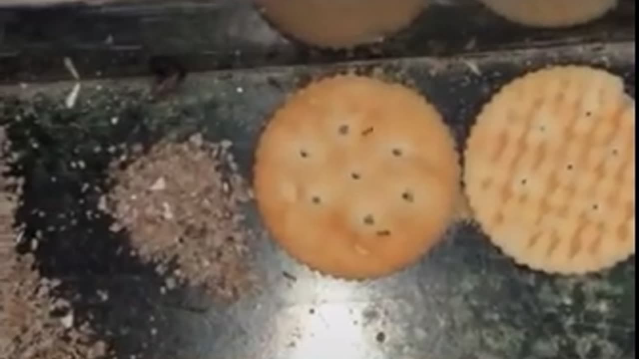 Ants Eating Biscuits