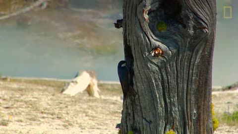 in Yellowstone’s Beautiful Landscapes National Geographic