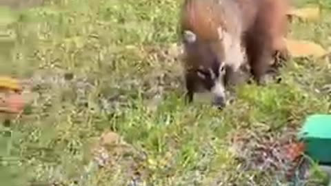 Omg 😱😱 animals 😨