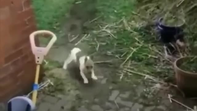 Funny animals