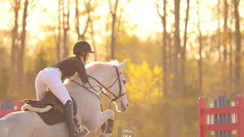 Highlights of equestrian events