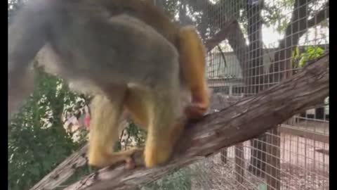 What kind of monkey is this? It's so cute.