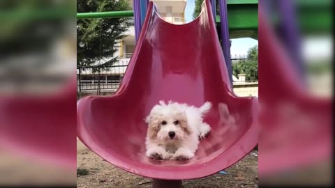 Funny Cat and Dog Videos That Will Make Your Day