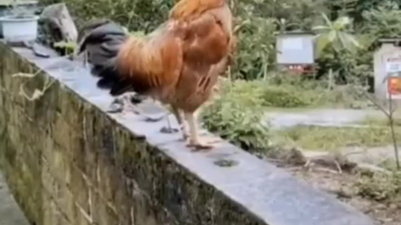 Funny animals