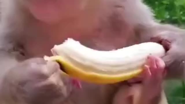 Monkey Banana Eating