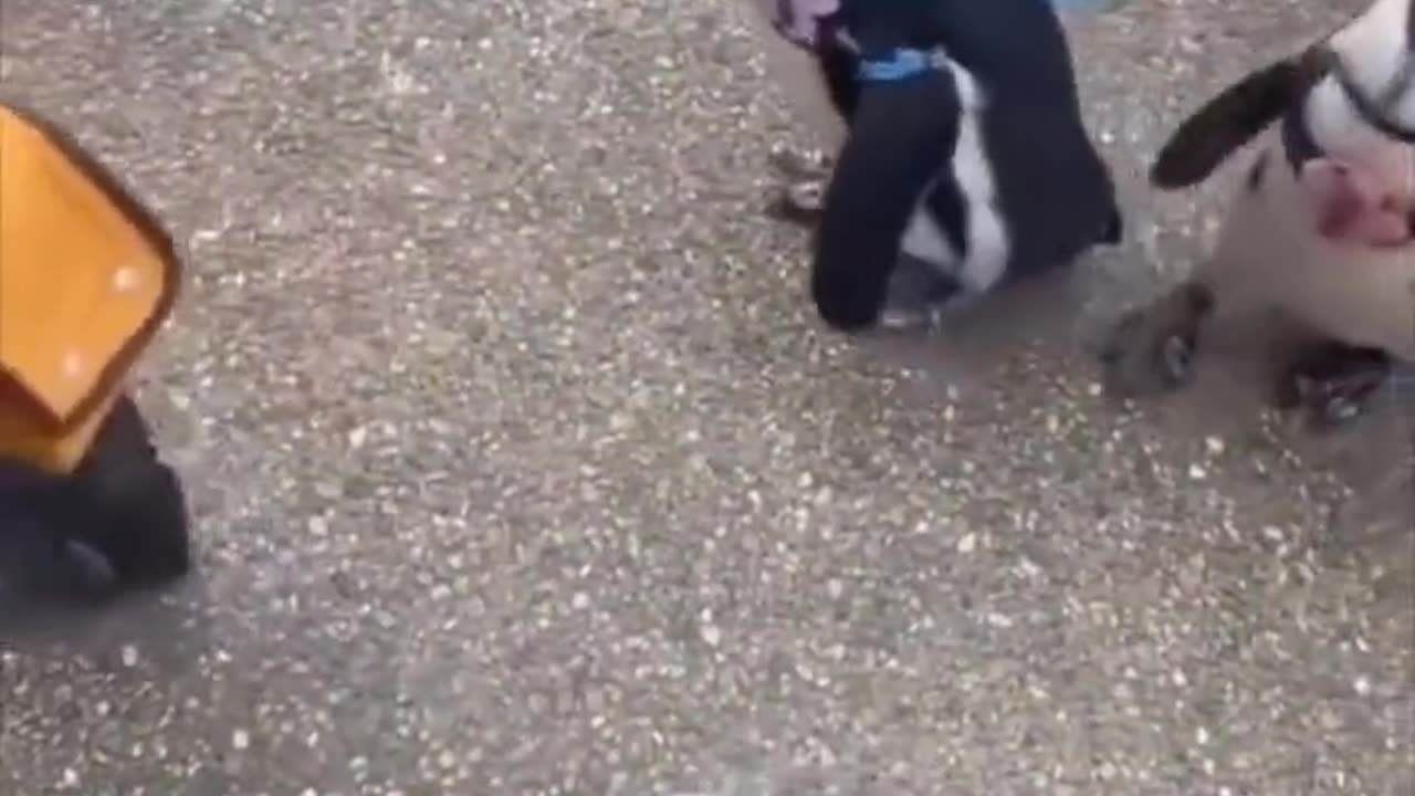 Penguins going on a trip..