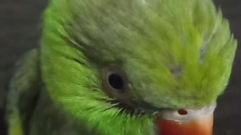 Funny 😁 parrot | Talking Parrot | Parrot Lovers | Parrot Videos | funny videos |