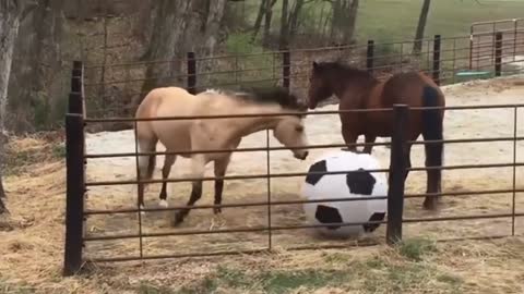 A horse that can play football