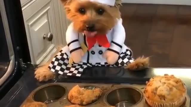 Puppy chef