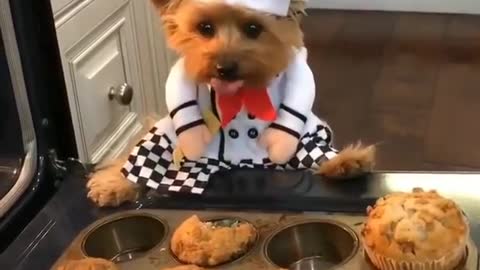 Puppy chef