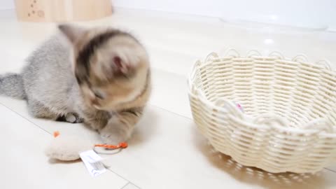 Kitten is very excited about mouse toys