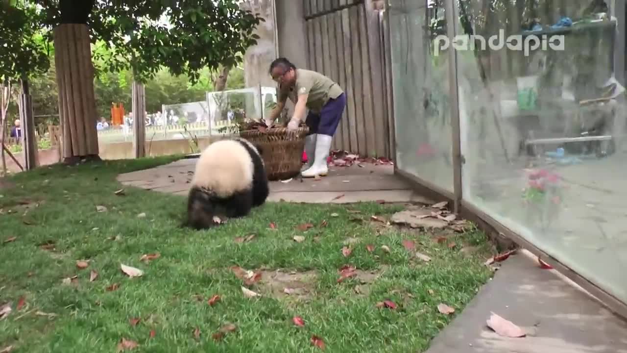 Panda cub