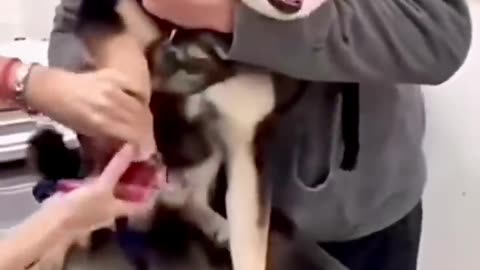 Cat shocked reaction