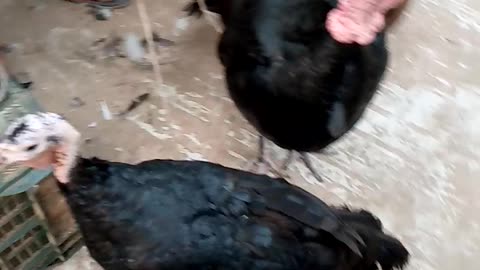 Animal lover