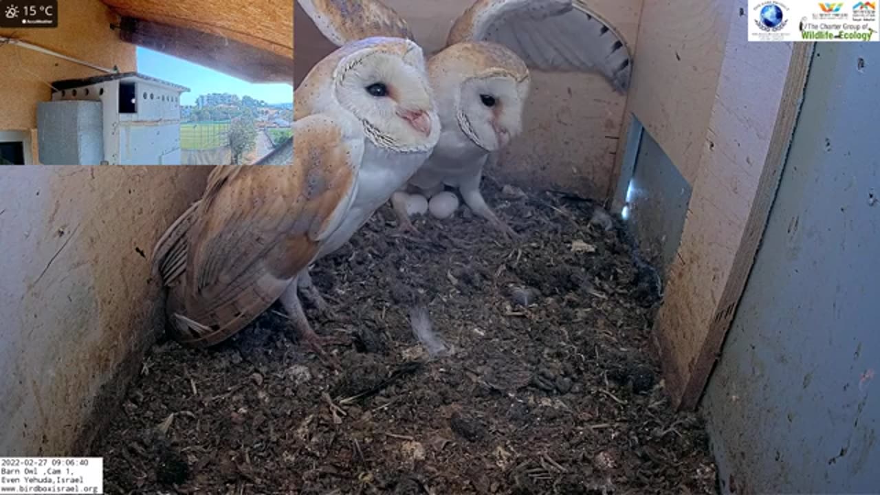 Wild kestrel attacks barn owls pair inside nest and is lucky she escapes with her life!