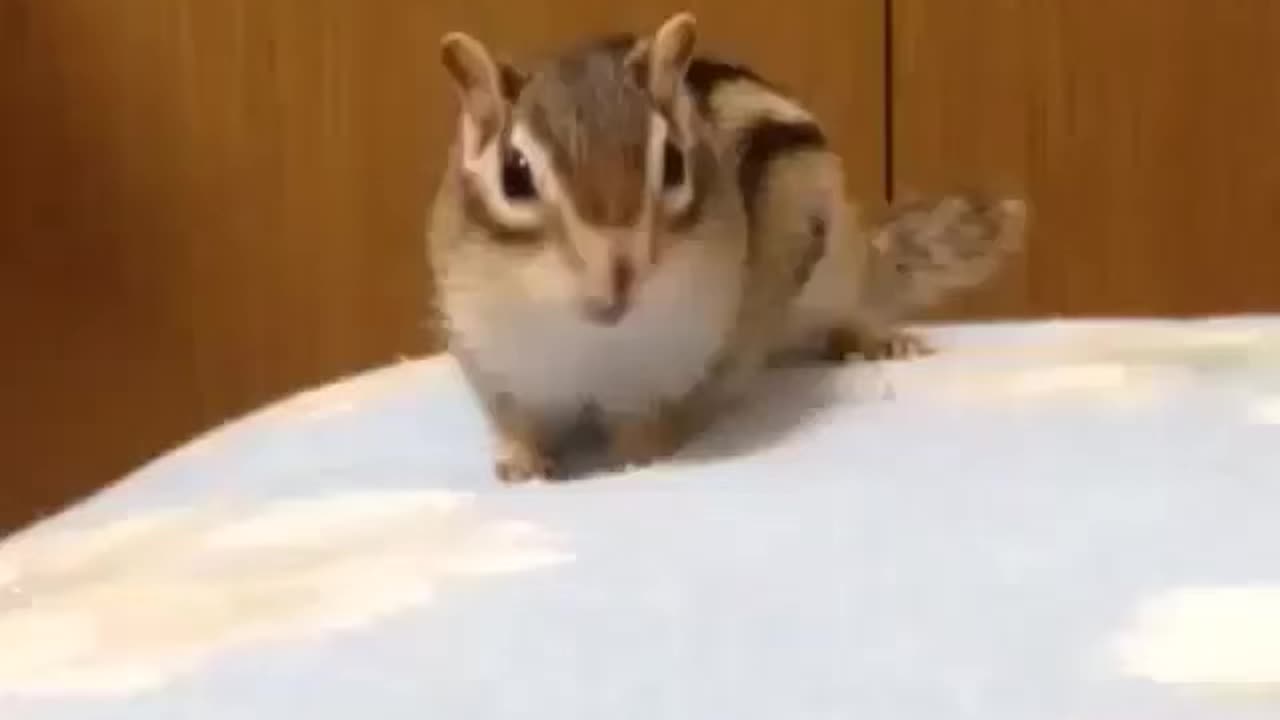 Isn't it cute?