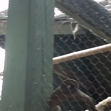 RACINE ZOO 6.8.24 VIDEO7