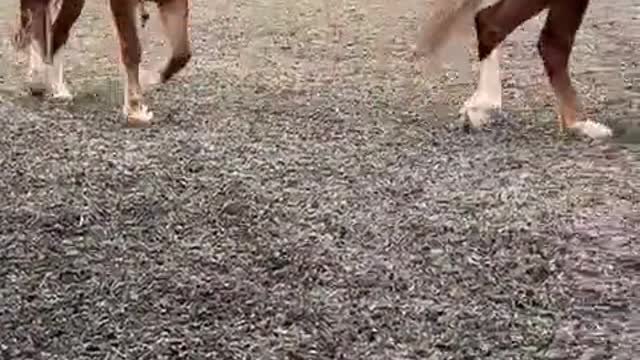 docile horse